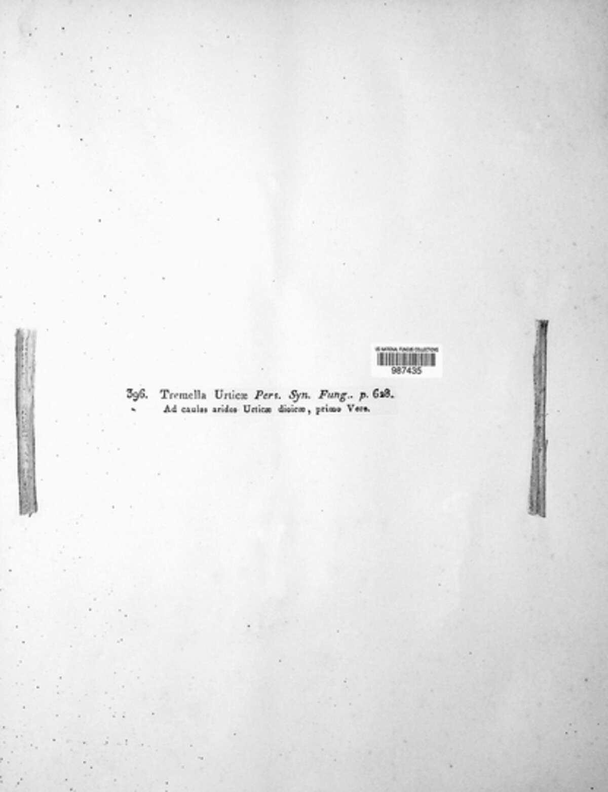 Calloria image